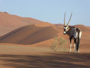 Oryx Antilope in der Namib