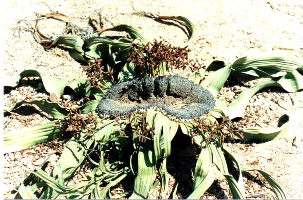Welwitschia Pflanze