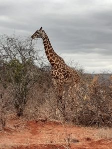 Massai Giraffe Kenia