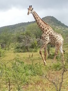 Südgiraffe Südafrika