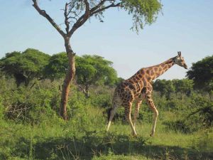 Rothschild Giraffe Uganda